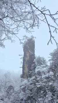 賞雪光霧山，邂逅夢幻冬景