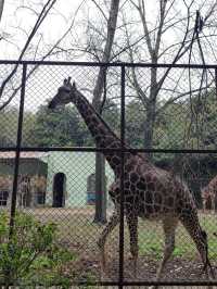 南京紅山動物園｜逛動物園是件正經事～