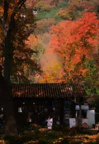 蘇州天平山，楓葉紅了