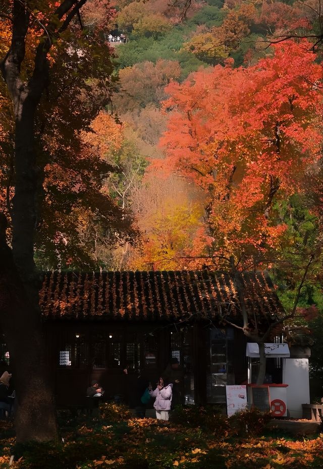 蘇州天平山，楓葉紅了