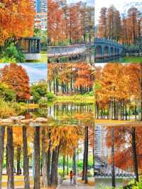 深圳·四海公園落羽杉，美如油畫世界