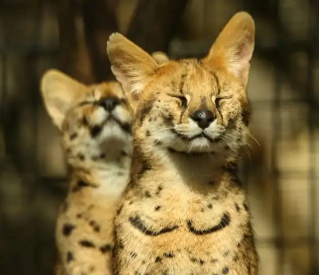 Shanghai Zoo Travel Guide