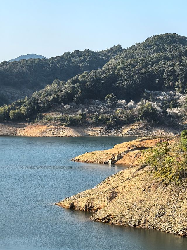 陸河南告水庫賞梅
