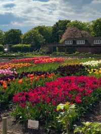 Explore Hampton Court Before Tulip Season Ends