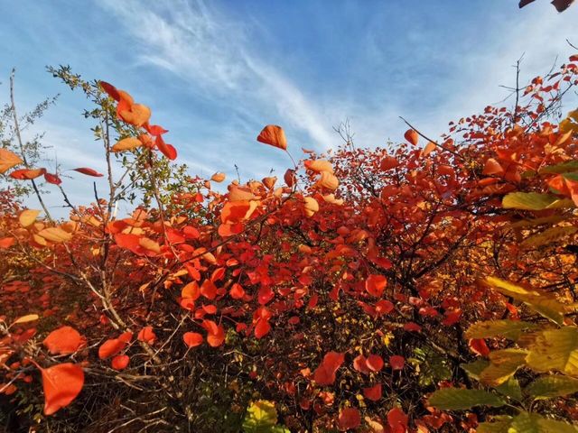 韓城香山紅葉|出彩的山景