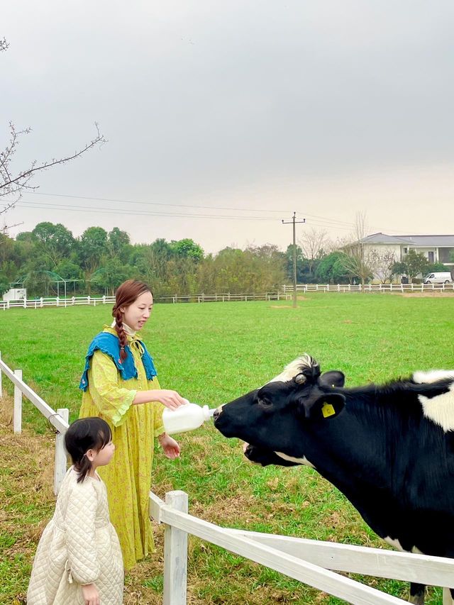 成都出發1h ｜餵奶牛餵小動物 遛娃…