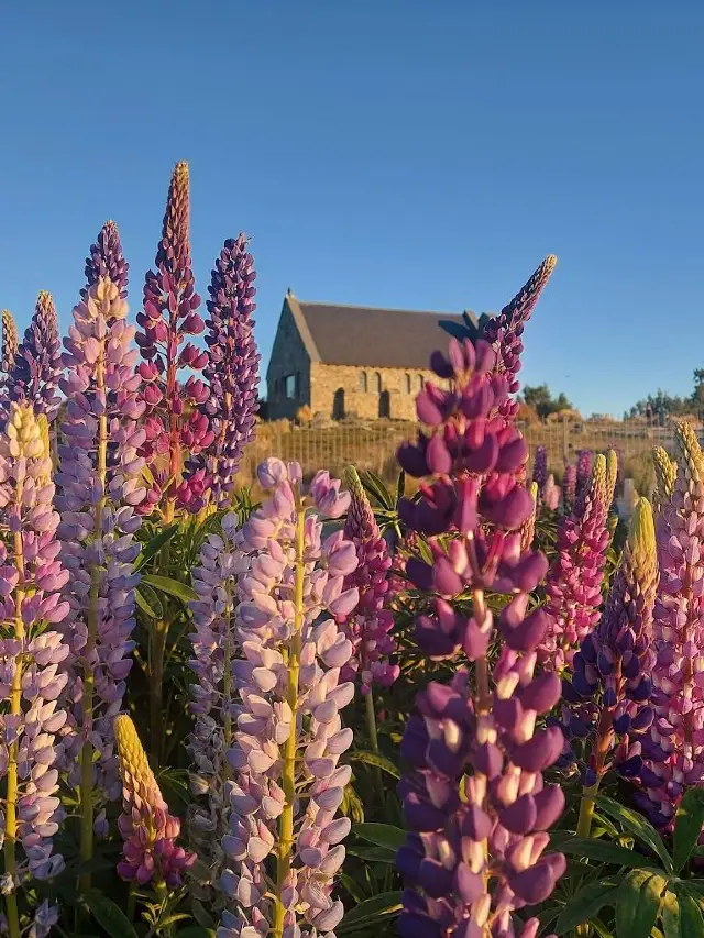 New Zealand 14-Day Tour Guide for Chinese New Year