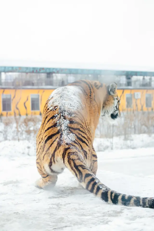 人生建議！去哈爾濱一定要帶娃投餵東北虎！