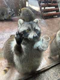 杭州野生動物園親測攻略