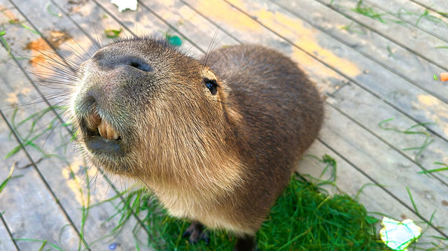【南通森迪】住在動物園裏，來了就不想回家