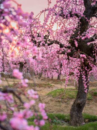 婺女洲梅開待春來！邀你共赴「梅」好時光