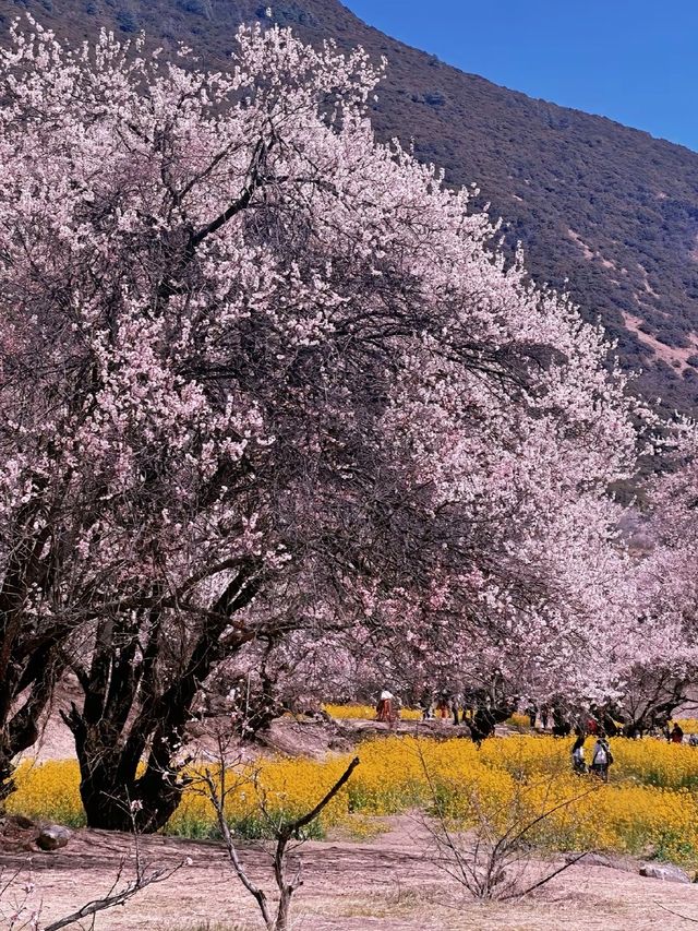 林芝桃花：雪域高原上的粉色浪漫