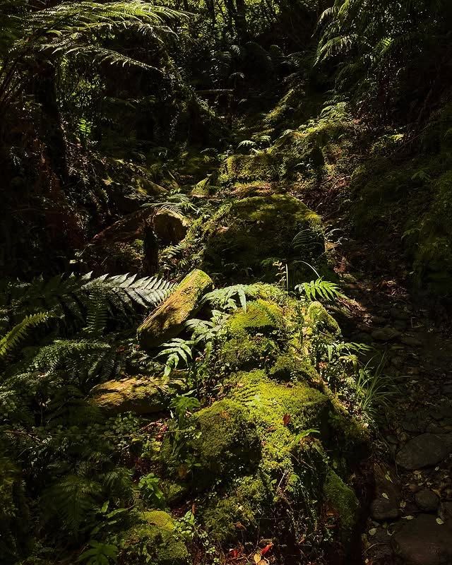 新西蘭法蘭茲約瑟夫威斯特蘭雨林：與大自然親密接觸