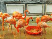 武漢動物園遊玩攻略
