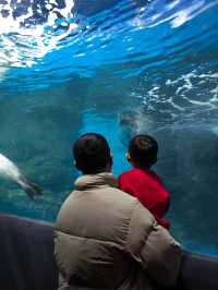 上海海洋水族館打卡超長海底隧道