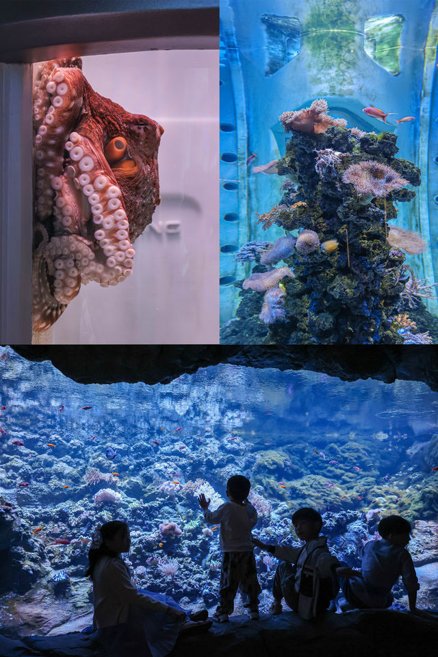 🪸阿布扎比亞斯島海洋世界｜一場沉浸式海底冒險！