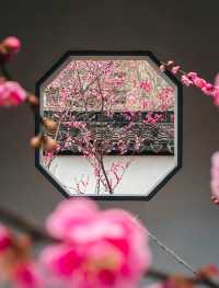 南京Ⅰ金陵冬春交替之時，是梅花編織的綺夢