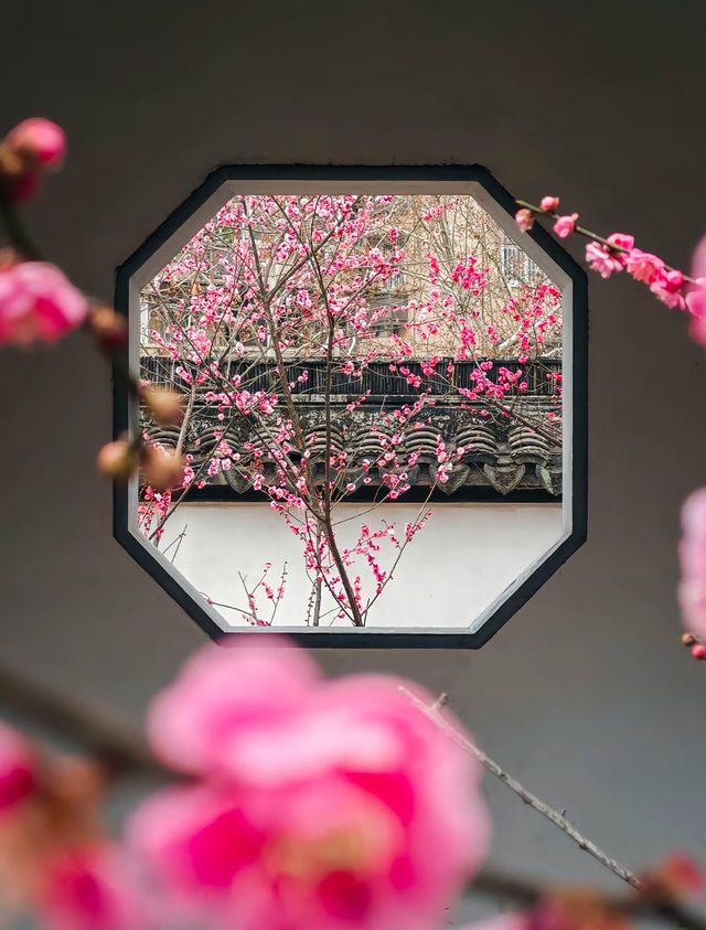 南京Ⅰ金陵冬春交替之時，是梅花編織的綺夢