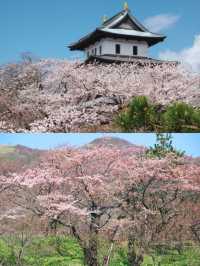 推遲了日本賞櫻最全花期建議住