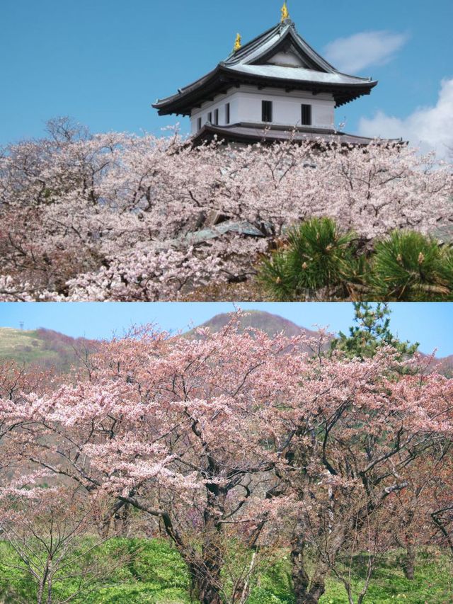 推遲了日本賞櫻最全花期建議住