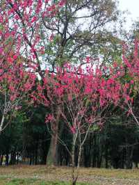 桂林近郊踏青賞花的好去處