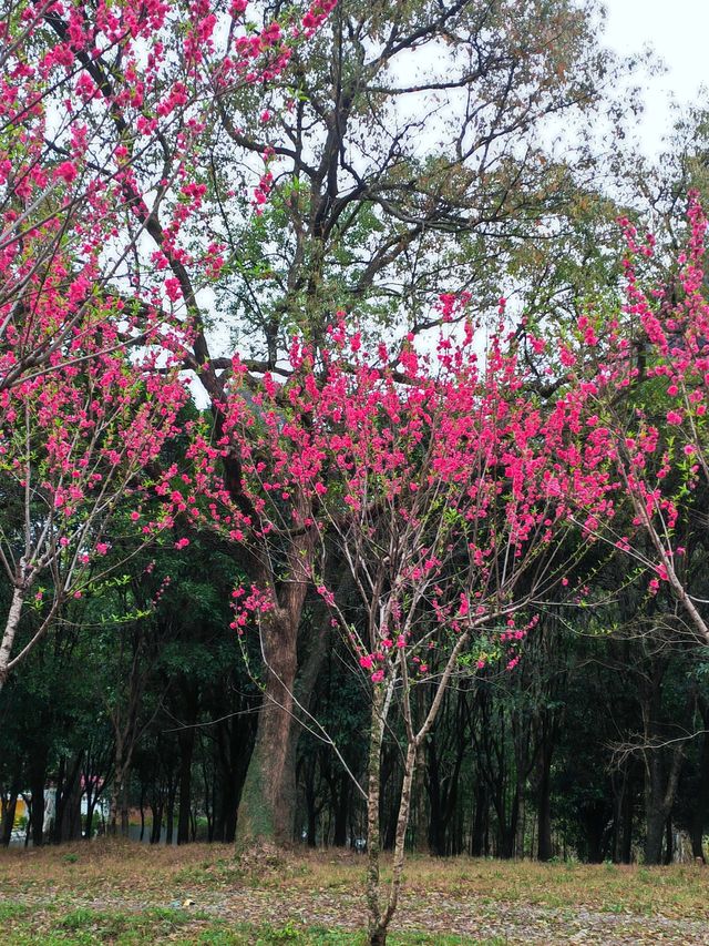 桂林近郊踏青賞花的好去處