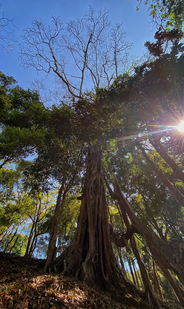 西雙版納南糯山，茶山十公里「慢搖」路線！