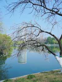 合肥的杏花要開在杏花公園，才算對味！