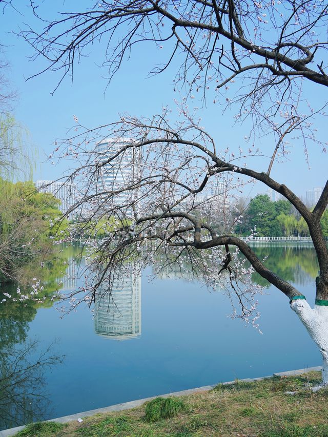 合肥的杏花要開在杏花公園，才算對味！