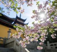 南京櫻花季最詳細攻略