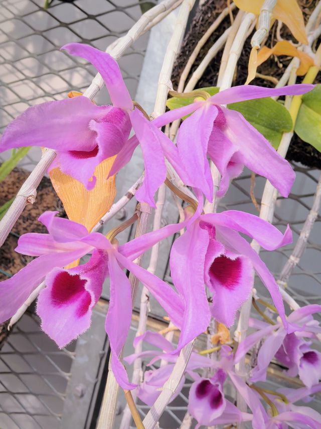小石川植物園探秘｜未綻放，邂逅東京隱秘花園