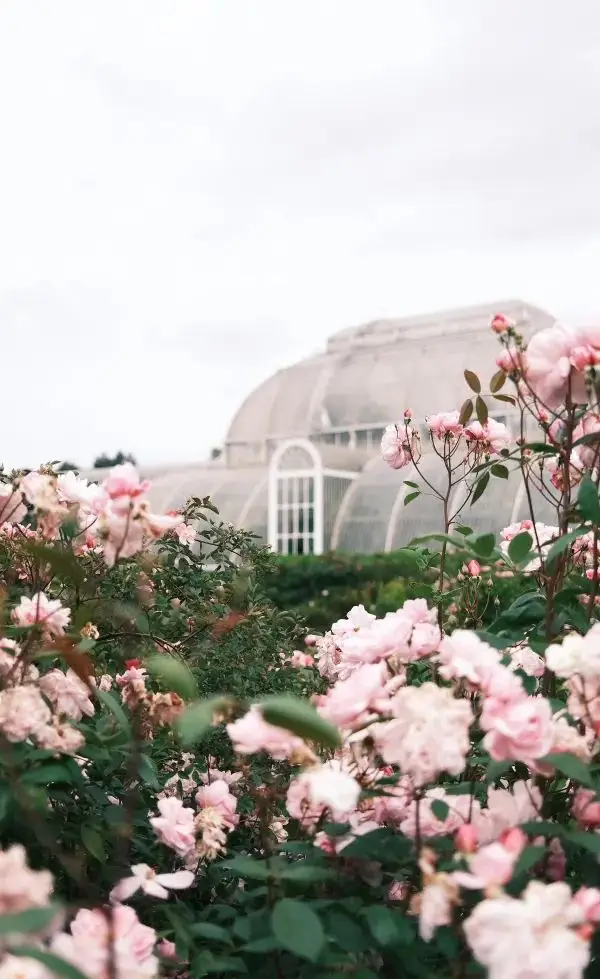 Kew Gardens Bloom Alert: Titan Arum and Monet's Water Lilies