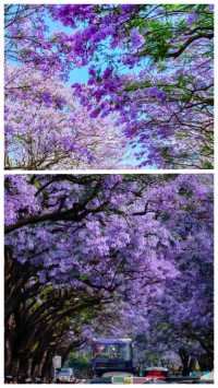 聽說昆明藍花楹超美？