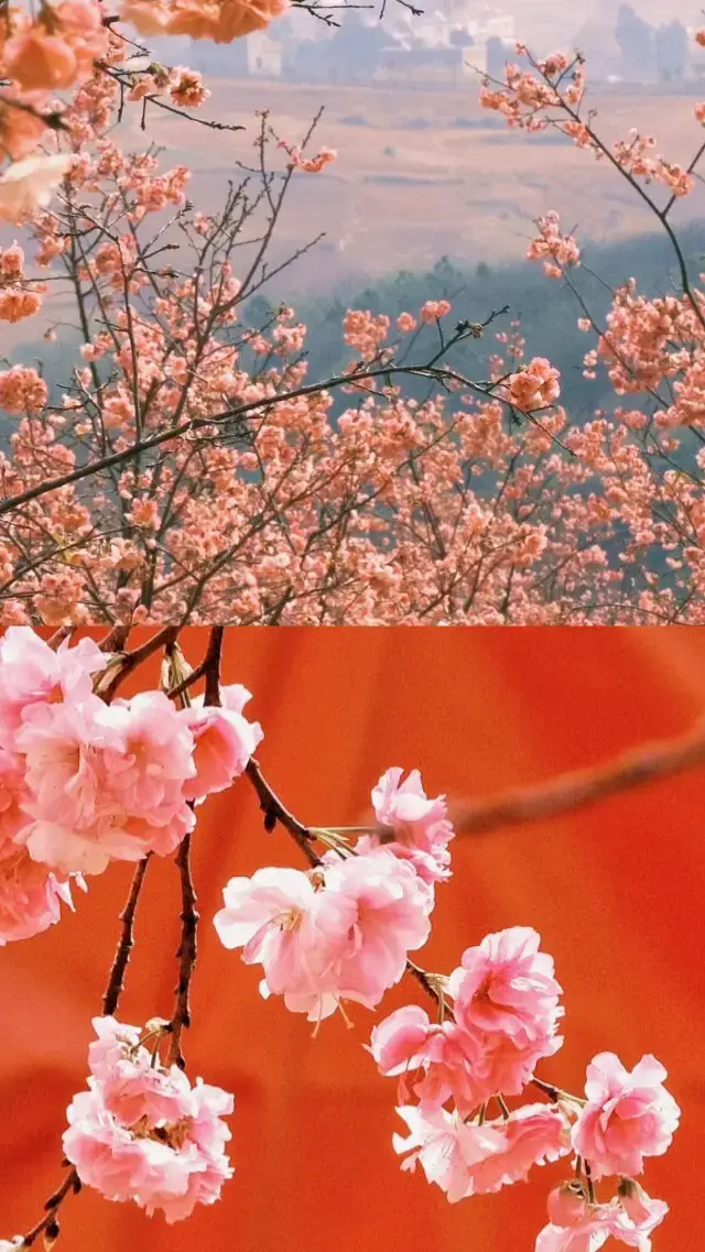 Yiliang Cherry Blossom Valley | Yunnan's Cherry Blossoms in Full Bloom | Yunnan