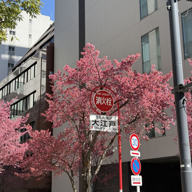 🌸東京三越前櫻花来了，都市中的浪漫櫻花之旅✨