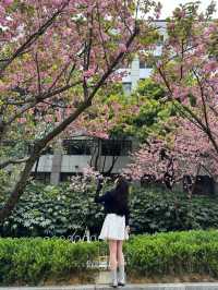 🌸觀山湖這條路，美到我想定居！（live圖