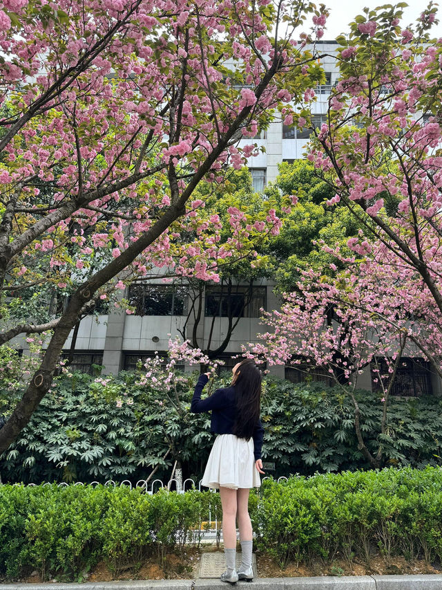 🌸觀山湖這條路，美到我想定居！（live圖