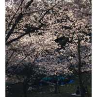 🌸福岡限定！一日玩轉樱花季攻略