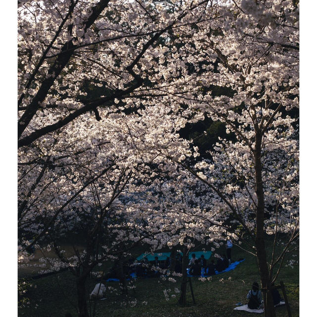 🌸福岡限定！一日玩轉樱花季攻略