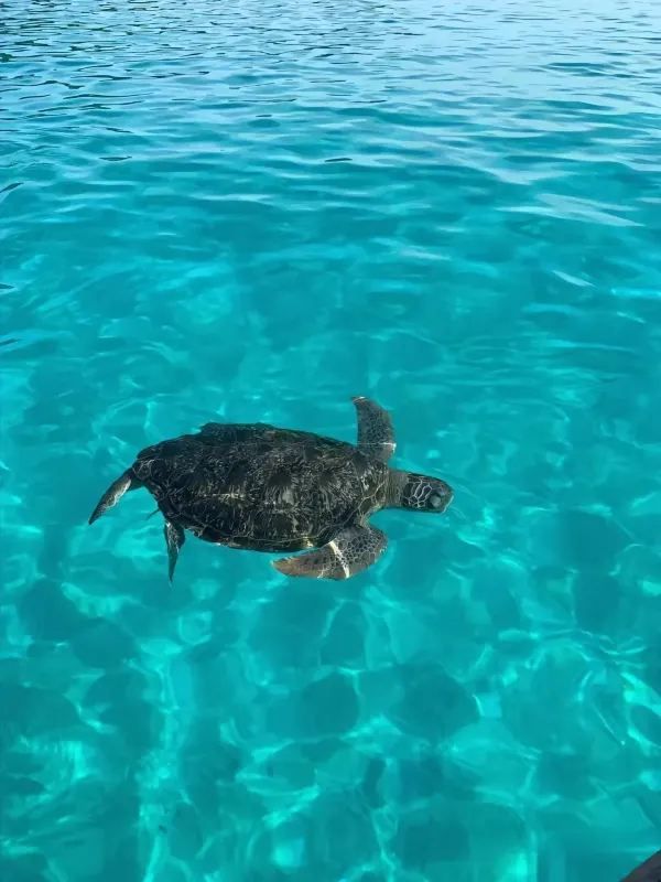 Redang Island is back!