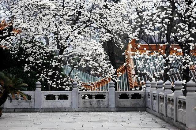 🪷邂逅明孝陵的玉蘭之美！