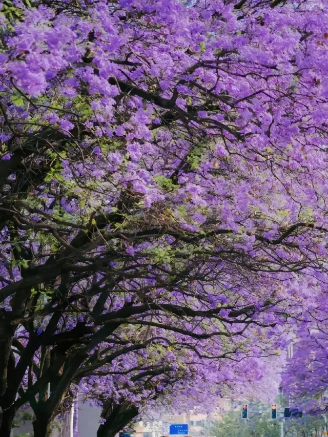 Xichang Jacaranda Season: A Detailed Guide to a Purple Dream and Local Delights
