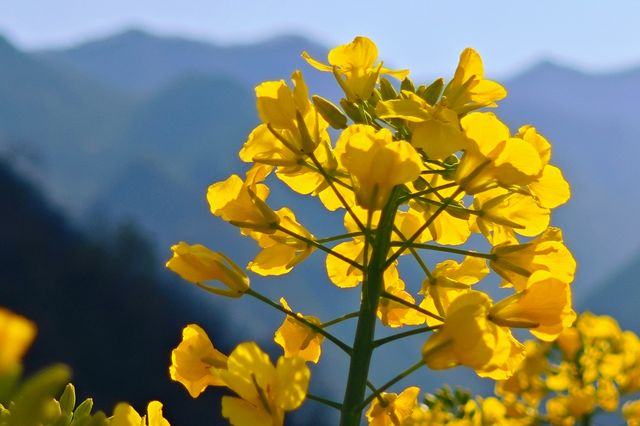 解鎖陝南油菜花海小眾打卡地——水泉坪