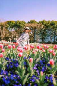 上海市區這片鬱金香花海已經盛開 3.21 實況