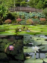 被我發現的日本小眾絕美寶地草津市立水生植物園