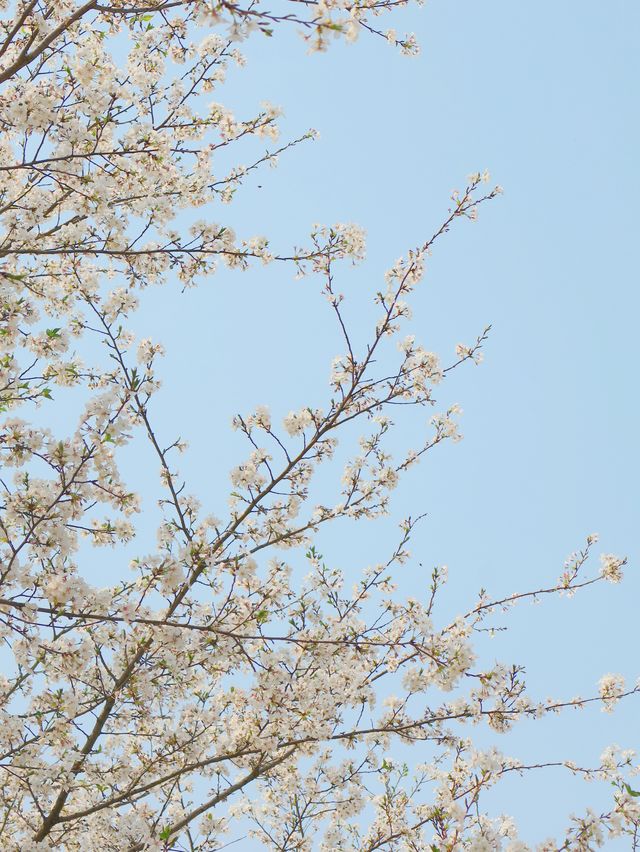 湖南省植物園賞花全攻略，植物園的櫻花開了
