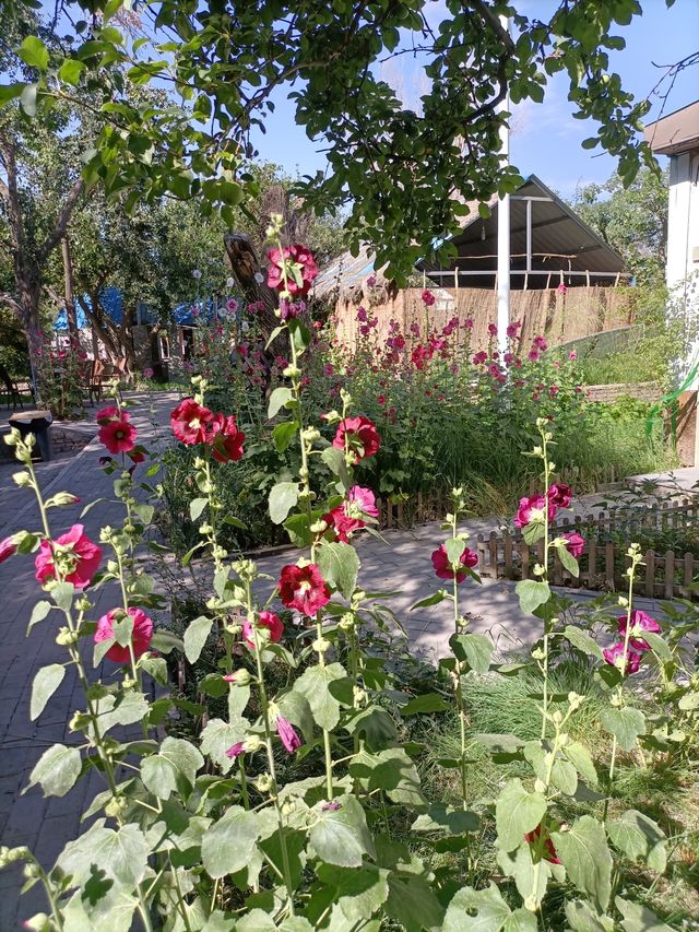 祁連花裾