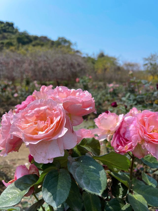 珠海親子遊必到絕美玫瑰園打卡，開啟純玩的一天