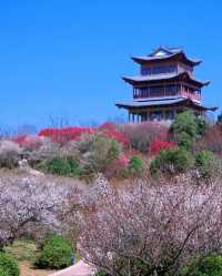 這裡的梅花開成花海