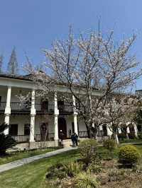 Historical University in Shanghai is blooming beautifully 